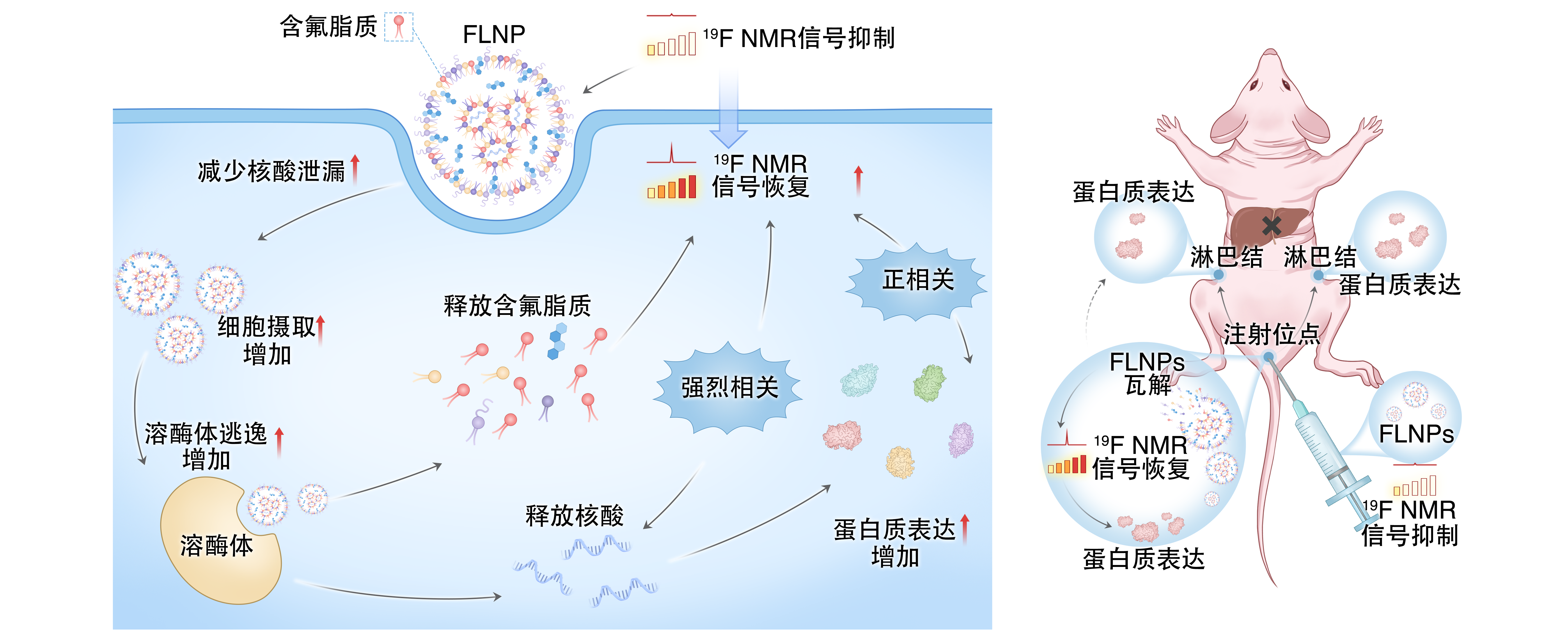 让 mRNA 在体内“看得见” evo真人视讯在mRNA疫苗递送研究方面取得重要进展